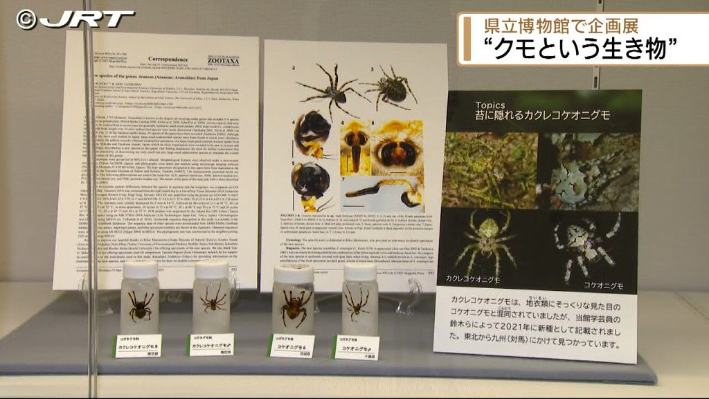 「クモの美しさやかわいさなど新たな発見を」県立博物館で日本各地に生息するクモの企画展【徳島】