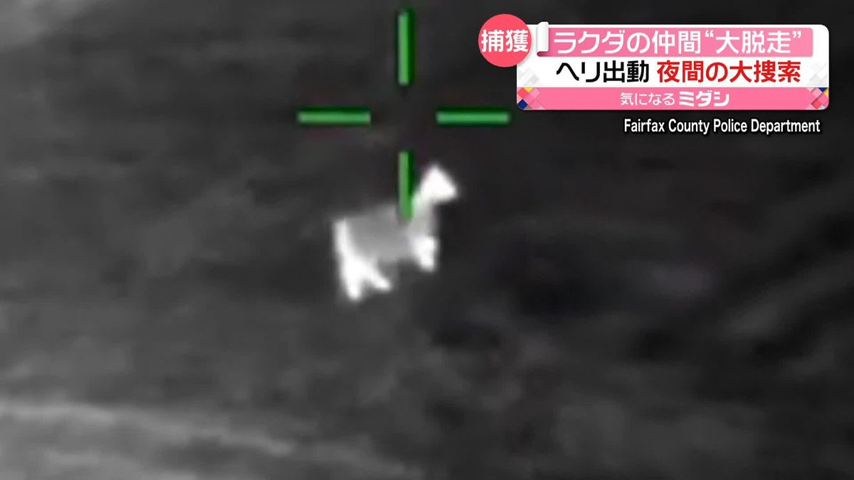 ラクダの仲間“ラマ”が脱走し警察が出動　深夜の“捕獲劇”で…　アメリカ・バージニア州