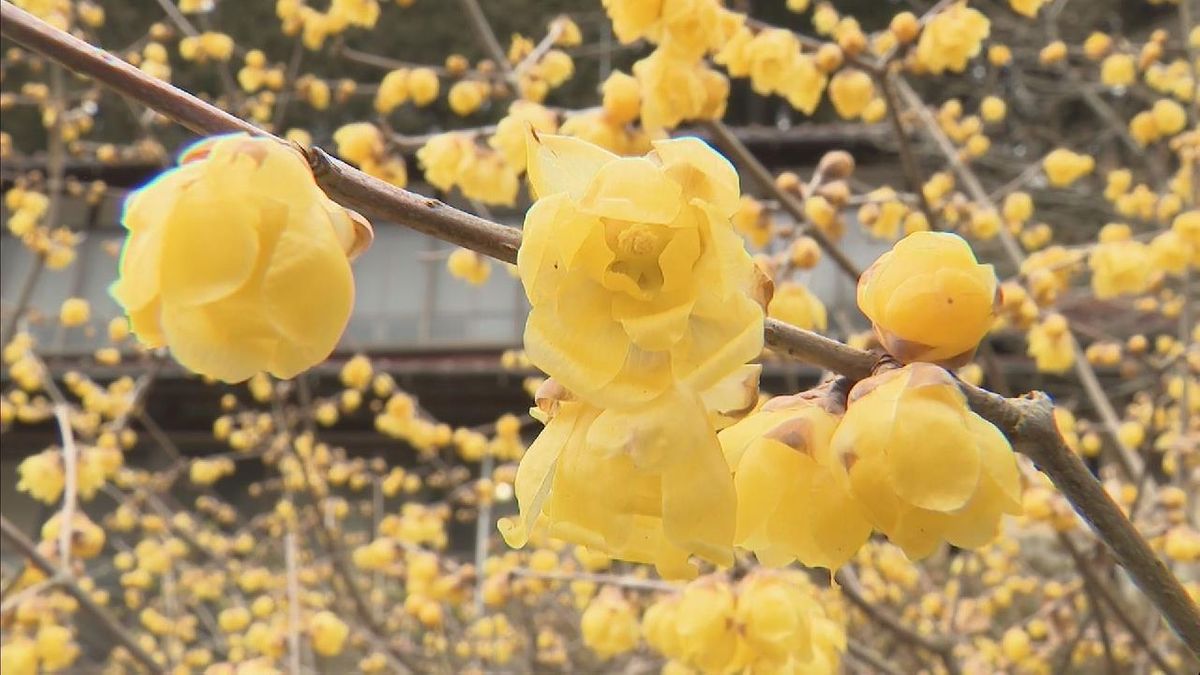 鮮やかな黄色い花「ロウバイ」が見頃　花がろう細工のように見え梅の花に似た甘い香り　愛知・豊田市