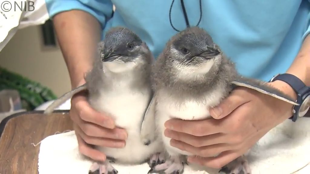 世界最小 “コガタペンギン” 2羽のヒナ誕生　長崎ペンギン水族館で7月末一般公開へ《長崎》