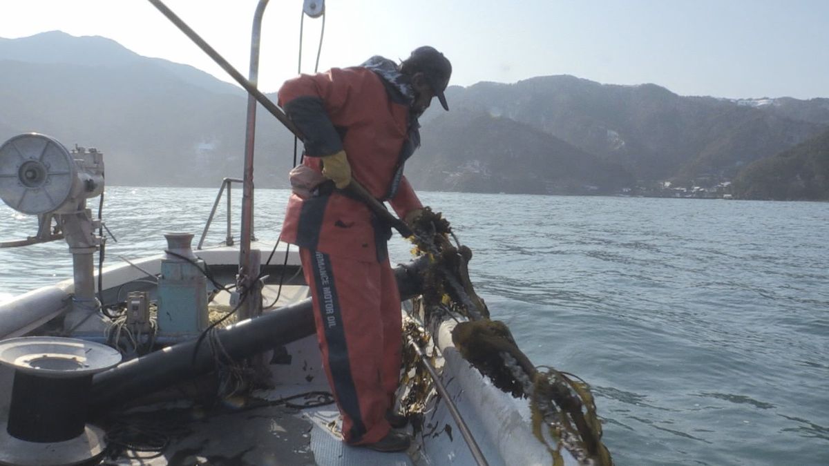 茎が太く柔らかい 養殖ワカメが小浜で収穫最盛期 しゃぶしゃぶもおすすめ 今シーズンの出来は良し