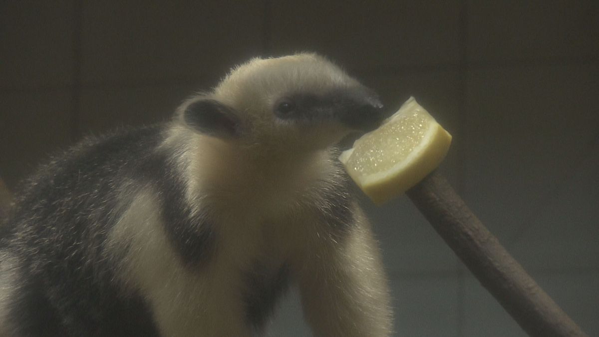 とべ動物園のミナミコアリクイの赤ちゃん