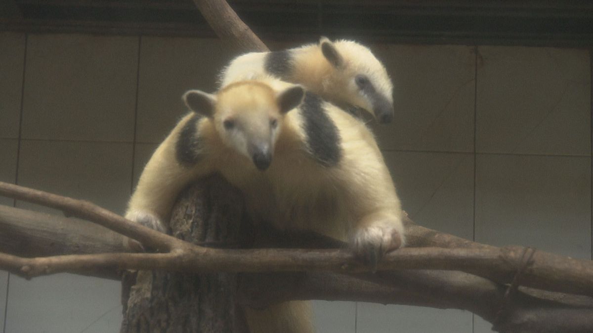 お母さんに抱きつく「こころ」