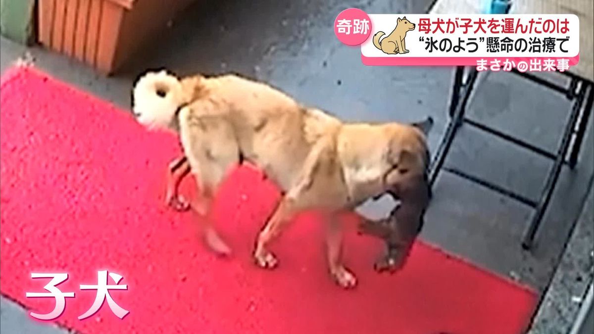 母犬が動物病院へ　瀕死の子犬くわえて…　トルコ・イスタンブール