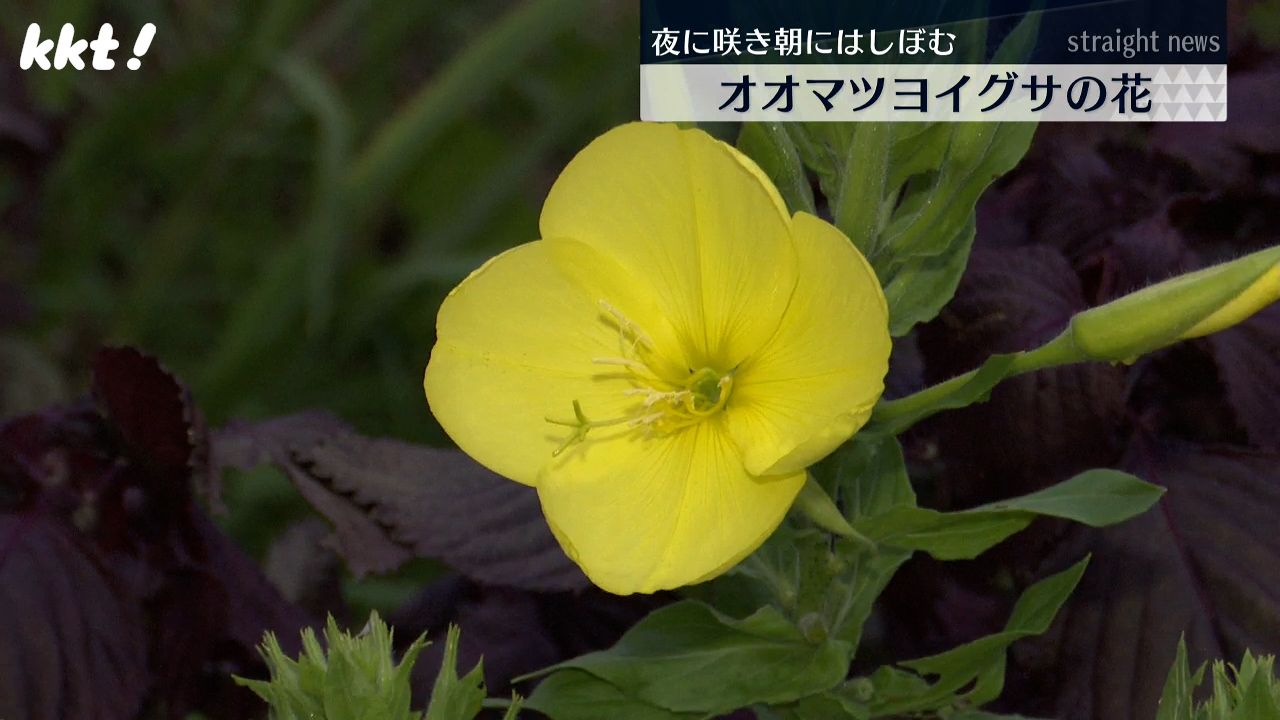 30秒でつぼみが開く『夜に咲き朝にしぼむ』別名｢月見草｣オオマツヨイグサ咲く（2024年6月12日掲載）｜日テレNEWS NNN