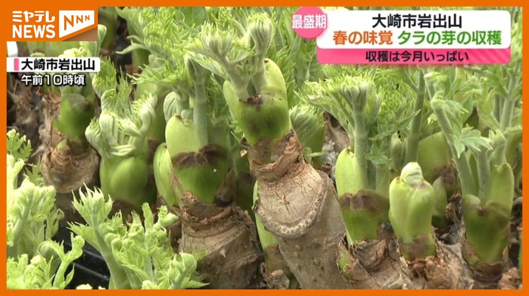 一足早い春の雰囲気…春の味覚”タラの芽”の収穫 最盛期「丹精込めて栽培」　宮城・大崎市岩出山