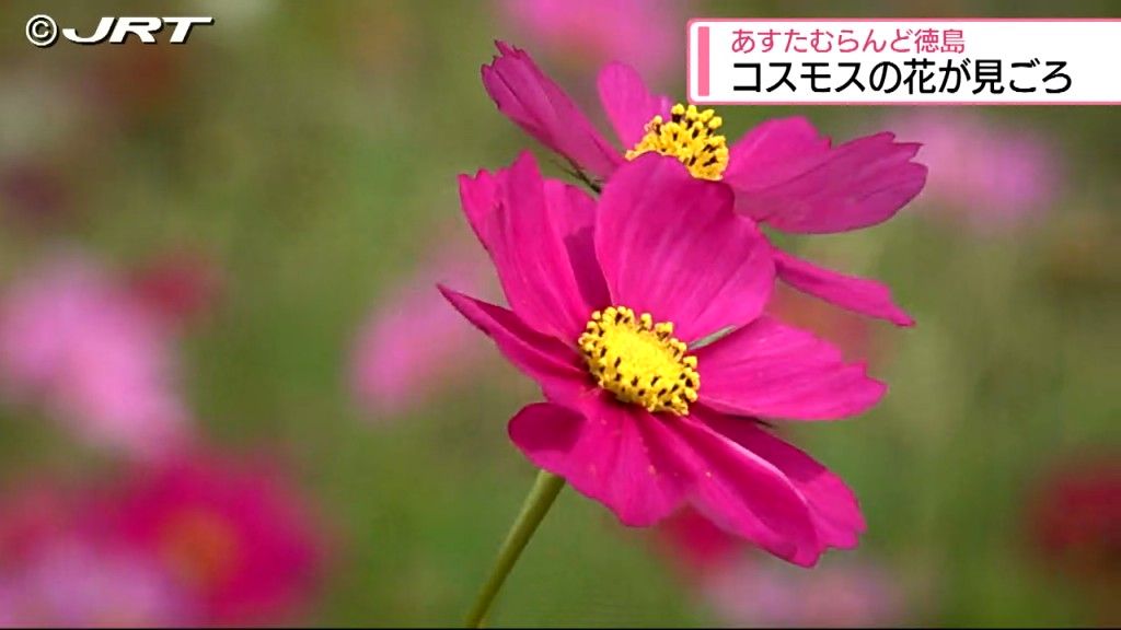 満開を迎えたコスモスが風に吹かれ気持ちよさそうに揺れる　板野町のあすたむらんど徳島【徳島】