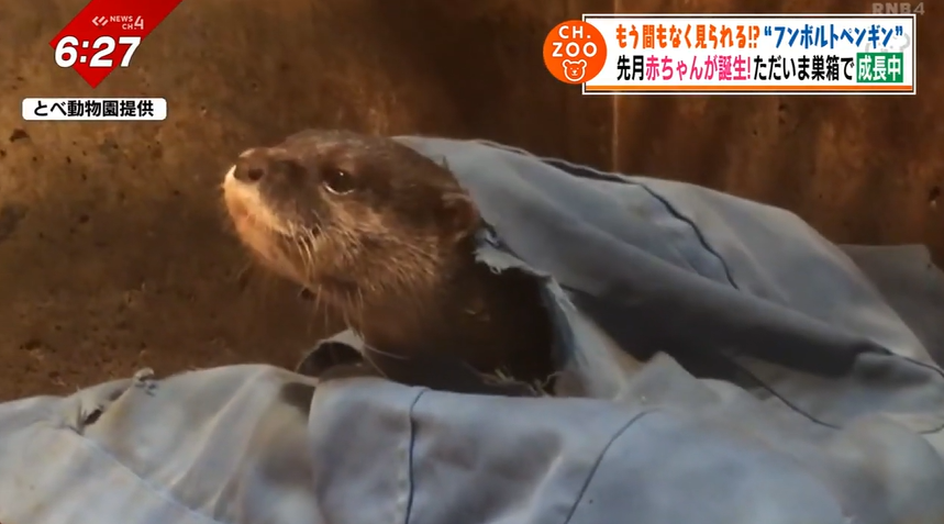 布団から抜け出せないコツメカワウソに…ゾウはオイルで保湿！？春を心待ちにするとべZOOの動物たち