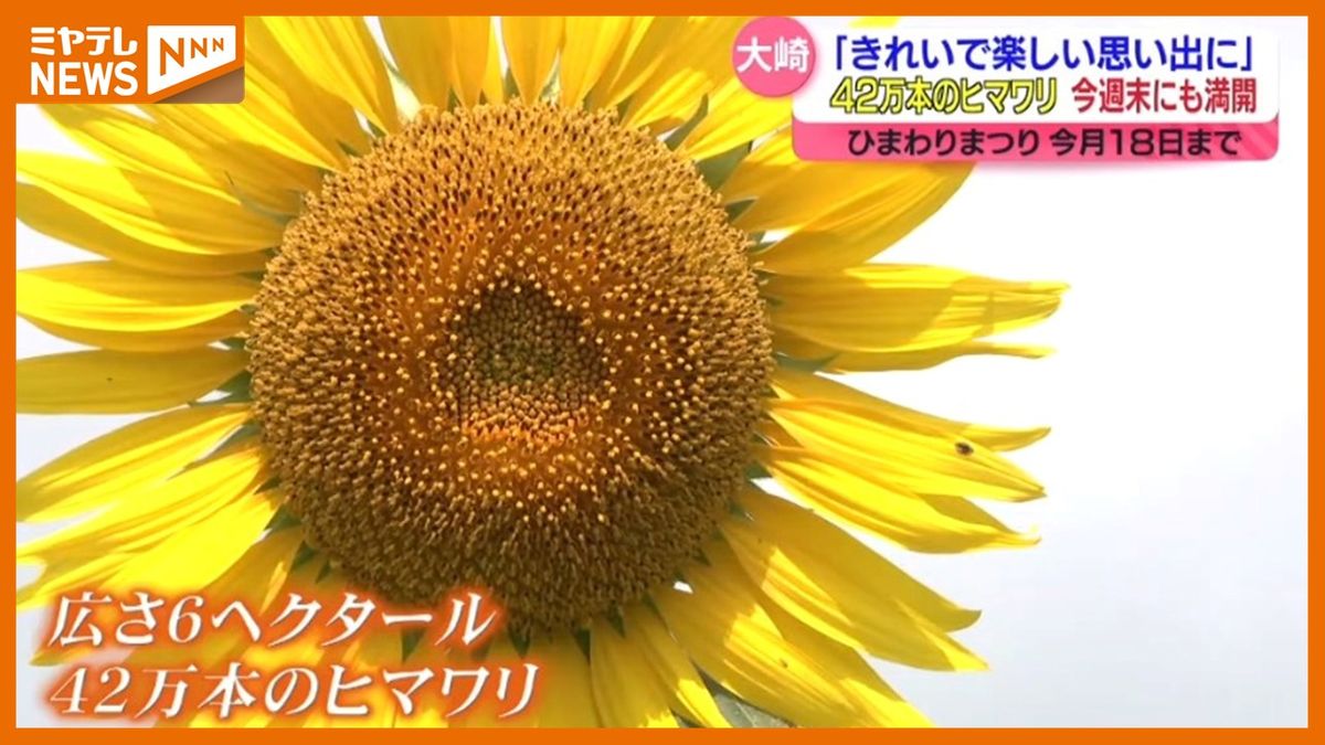 ＜ヒマワリ42万本＞大輪の花が訪れた人を楽しませる『ひまわりの丘』（宮城・大崎市三本木）