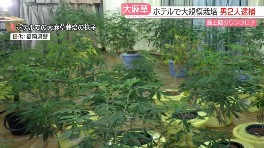 営業中のホテル最上階のワンフロアで大量の大麻草を栽培した疑い　乾燥大麻4500万円相当を押収　北九州市