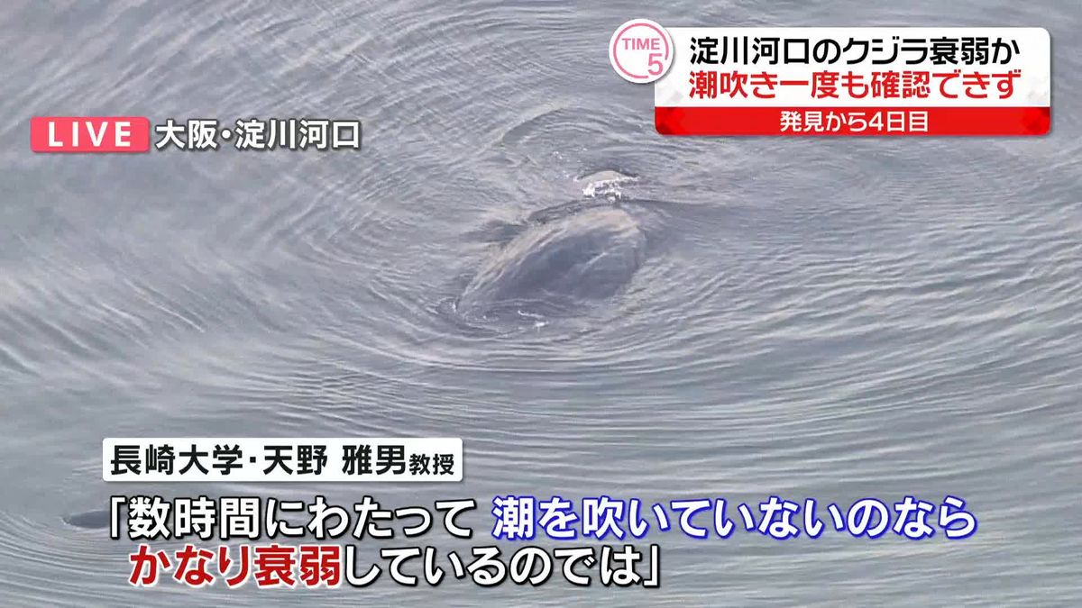 大阪・淀川河口のクジラ衰弱か…一度も“潮吹き”確認できず　発見から4日目