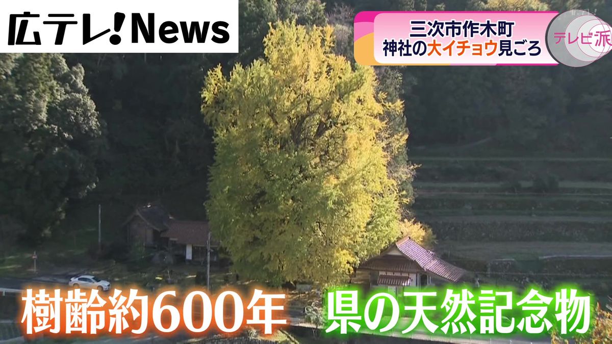 天然記念物指定の「大イチョウ」見ごろ　三次市作木町