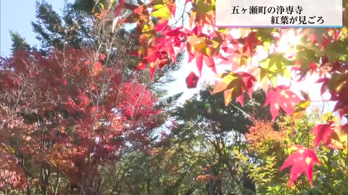 五ヶ瀬町の浄専寺　例年より２週間遅れ　ようやく紅葉が見ごろに