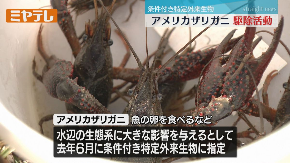 【駆除すれば「絶滅危惧種」が増える】ため池で「アメリカザリガニ」駆除　水辺の生態系に大きな影響（宮城・大崎市）