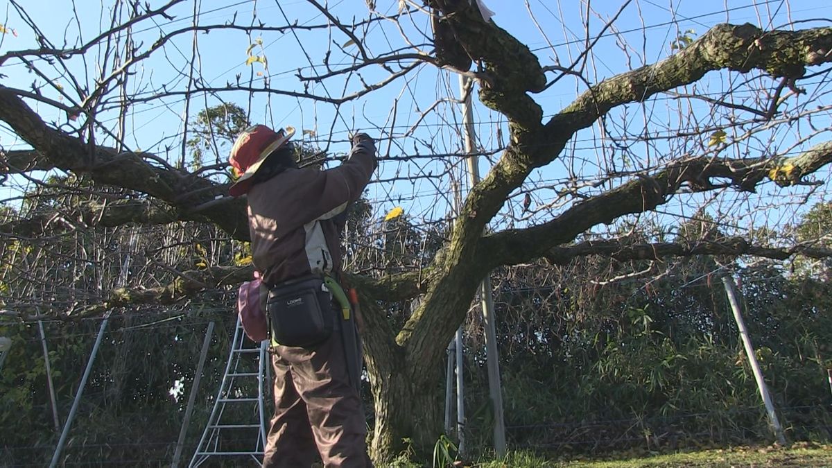 ナシの枝のせん定 実の付き決める重要な作業 坂井北部丘陵地 良質な枝は接ぎ木用に輸出