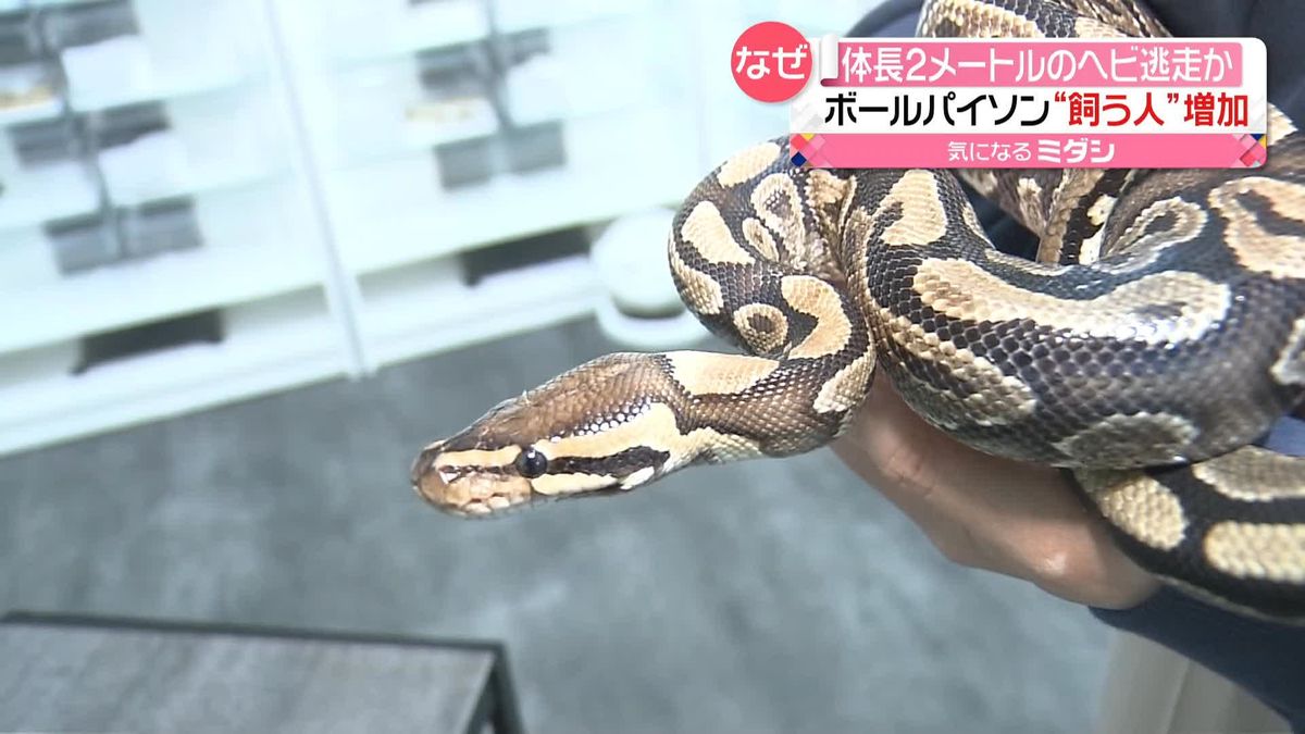 逃走か？体長2メートルのヘビ「ボールパイソン」路上で発見　コロナ禍で“飼う人”増加