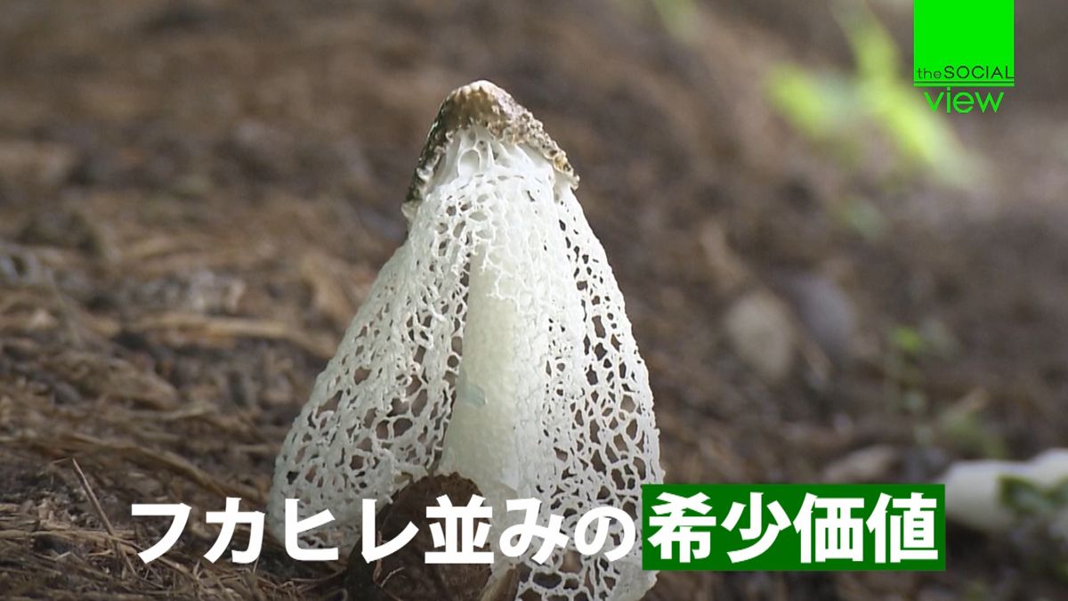 高級キノコ“キヌガサタケ”人工栽培に成功