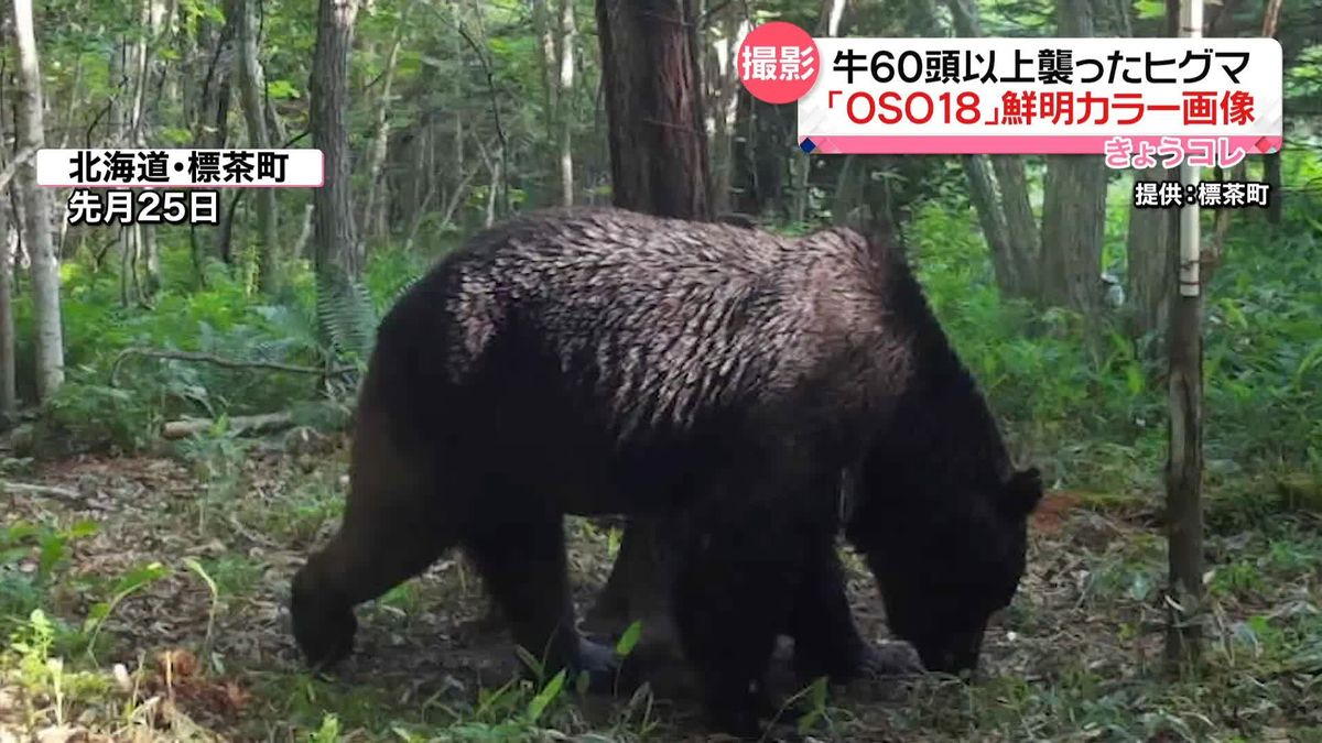 「OSO18」の鮮明なカラー写真初めて撮影　北海道・標茶町