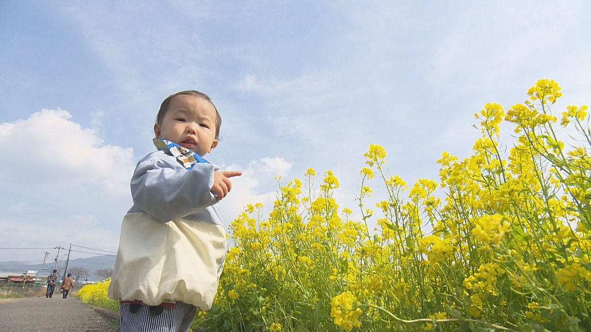 東温市の“菜の花畑”今年で見納め…最後の「菜の花まつり」4月7日まで開催