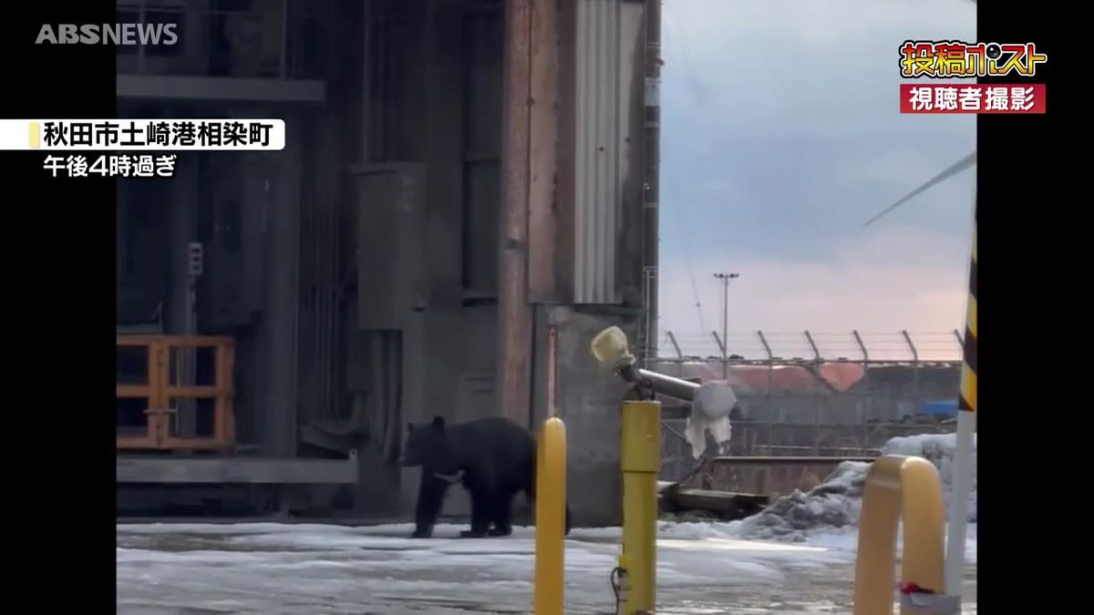 秋田市で相次ぐクマの目撃　雪の中走る姿も