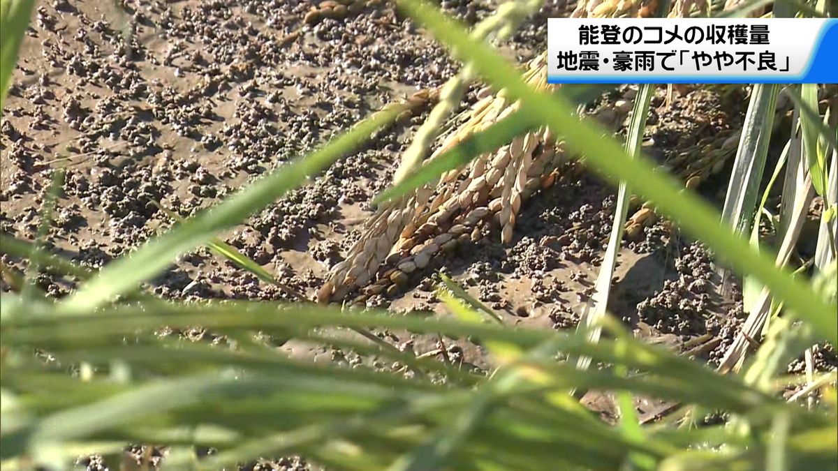 能登のコメの収穫量「やや不良」の見通し　地震や豪雨の影響で去年より1割以上減少