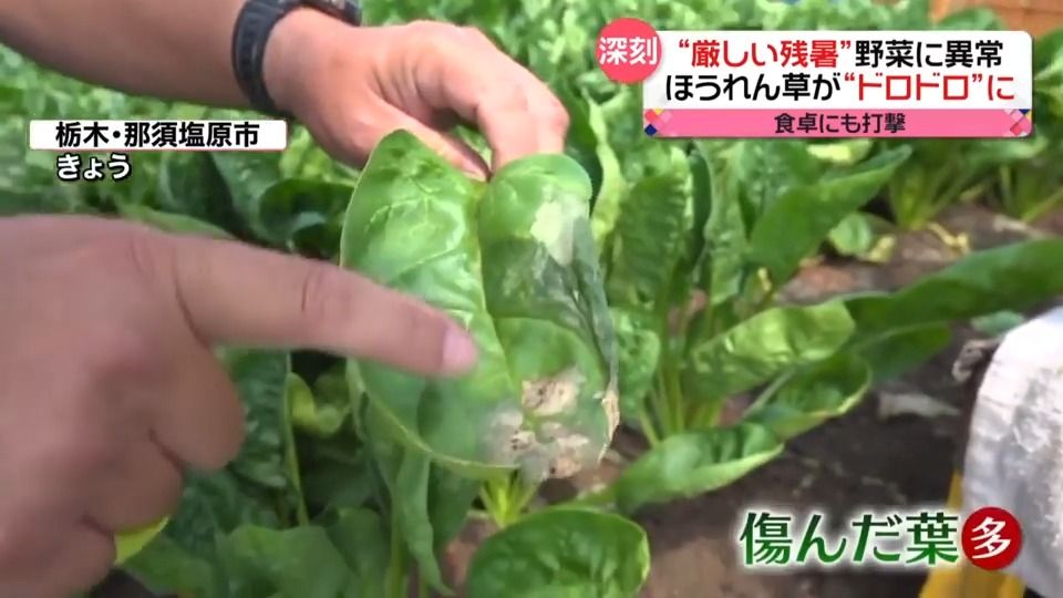 ほうれん草がドロドロに…“異常”猛暑で食卓に大打撃　規格外の野菜「詰め放題」も