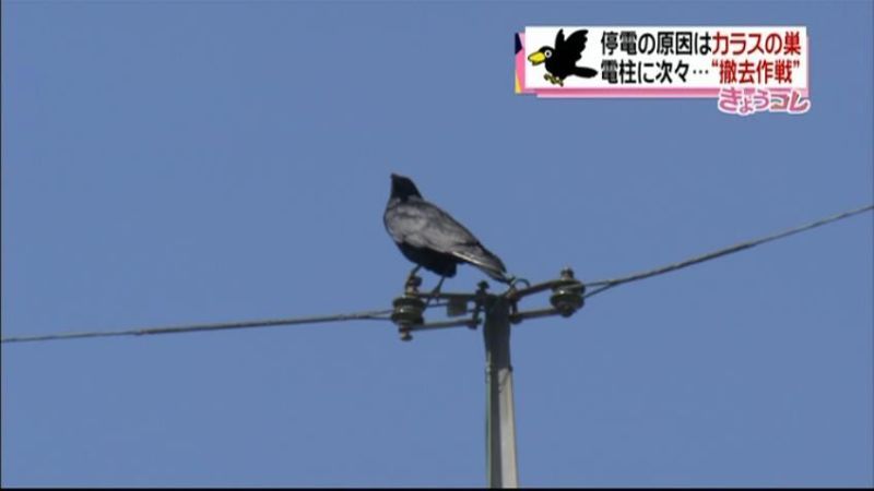 停電原因はカラスの巣…広島で“撤去作戦”