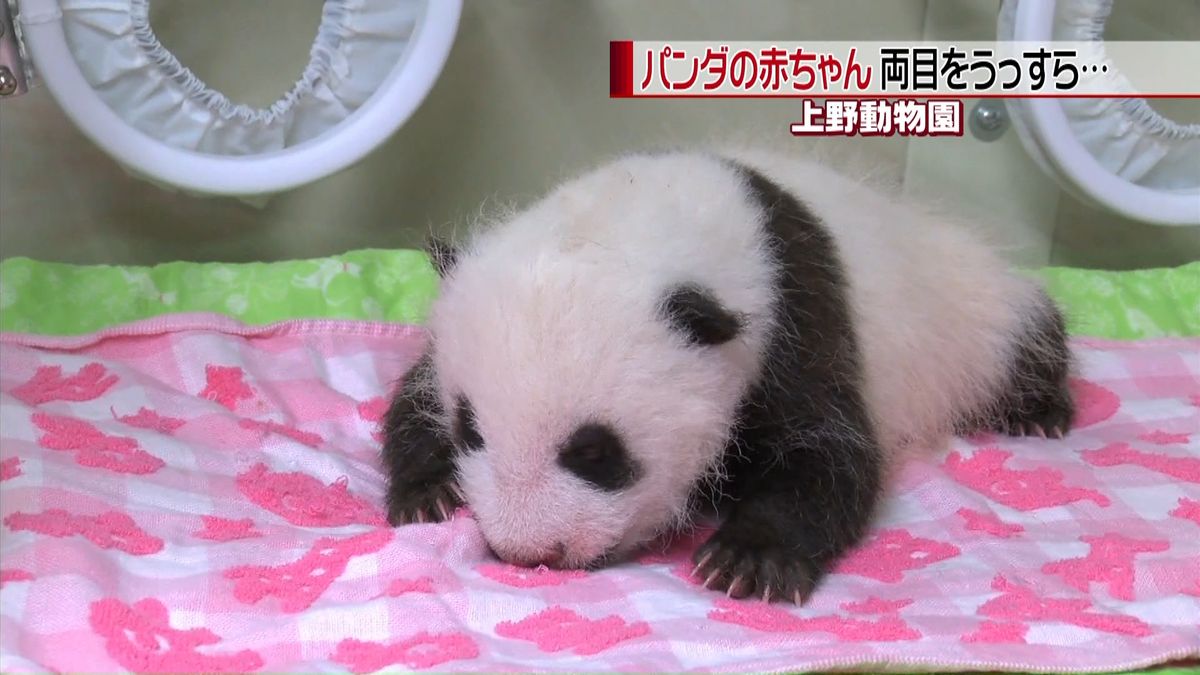 上野のパンダの赤ちゃん　両目をうっすら…