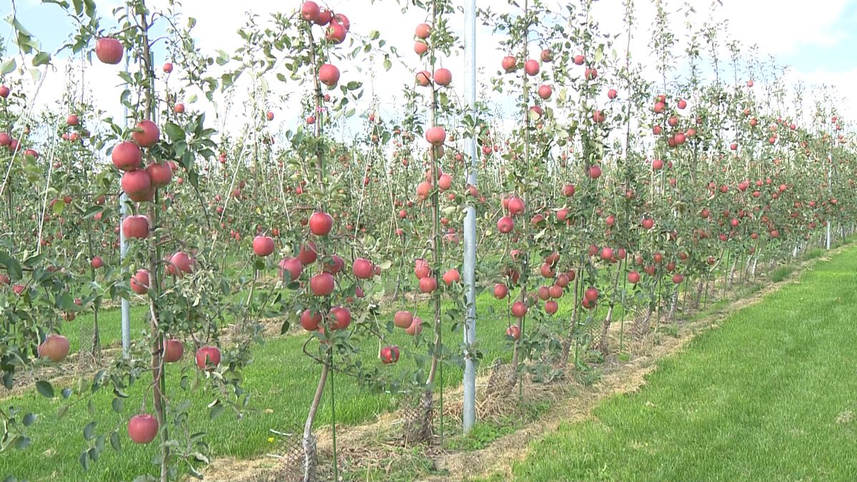 りんご王国の青森県　新技術「高密植栽培」