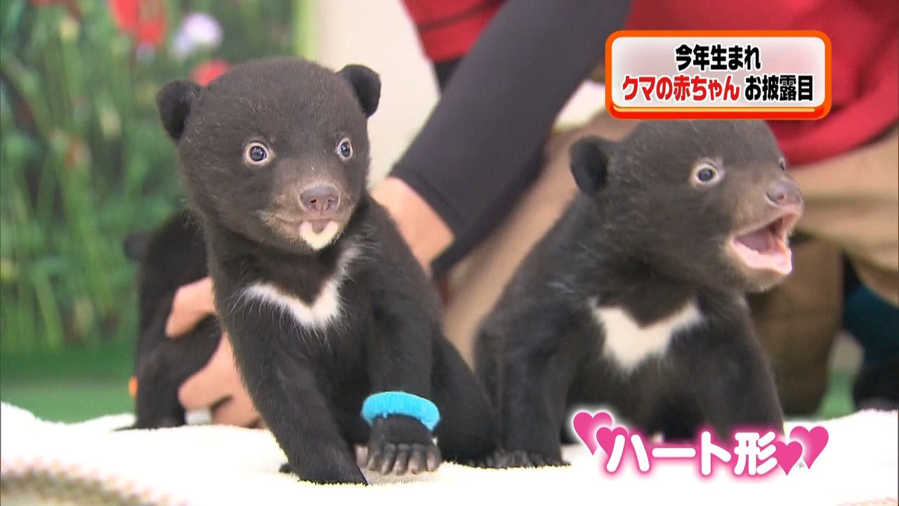 ツキノワグマの赤ちゃん ３頭をお披露目（2018年3月20日掲載）｜日テレNEWS NNN