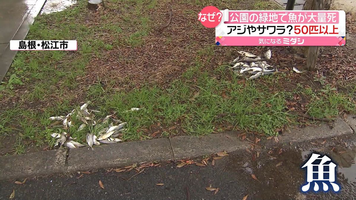 公園の緑地に魚を“大量廃棄”　アジやサワラ？50匹以上が…　松江市