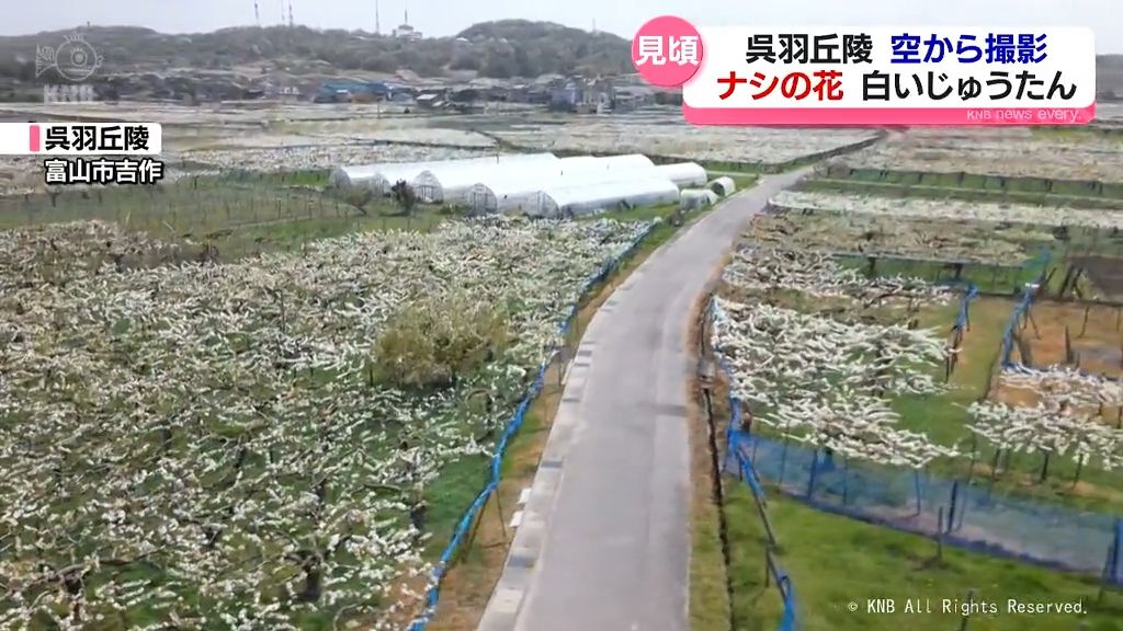 ナシの花見ごろ　富山市の呉羽丘陵を空から撮影