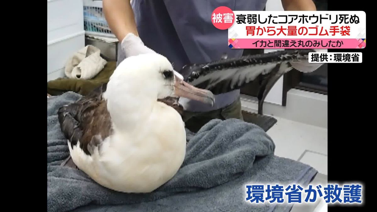 深刻な海洋ゴミ問題　死んだコアホウドリから大量のゴム手袋　鉄くずも…海中の清掃で見えた現実