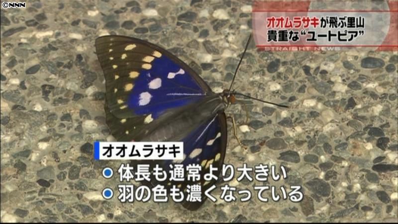 山梨・甲斐市に国蝶・オオムラサキの群生地