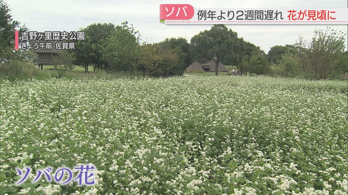 吉野ヶ里歴史公園