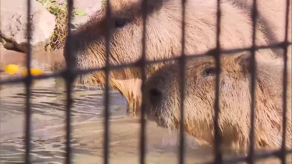 きょうは冬至　動物園でカピバラに「ゆず湯」