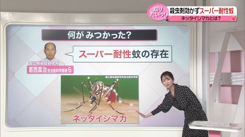 【解説】“スーパー耐性蚊”東南アジアで発見　同じ殺虫剤の継続的な使用で…　日本に入ってきたら？