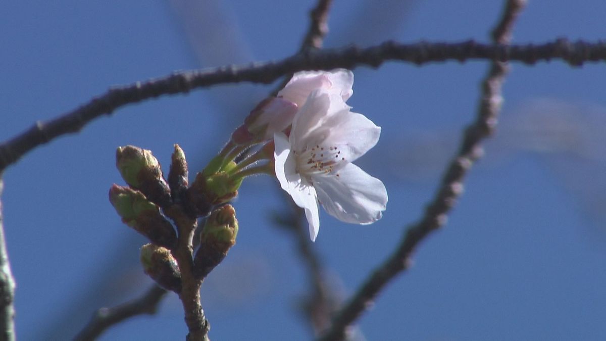 鹿児島地方気象台桜の開花発表　去年より5日遅く平年より3日遅い