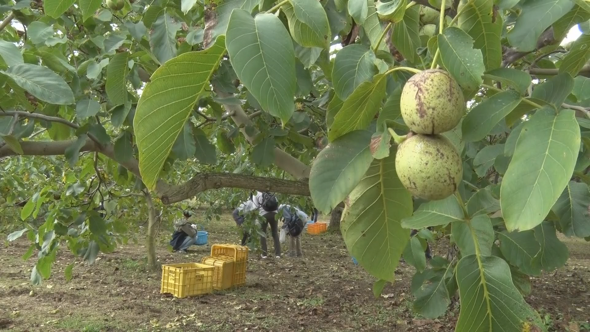 クルミの生産量日本一！東御市でクルミ収穫体験　生で食べられる　今だけのお楽しみの味