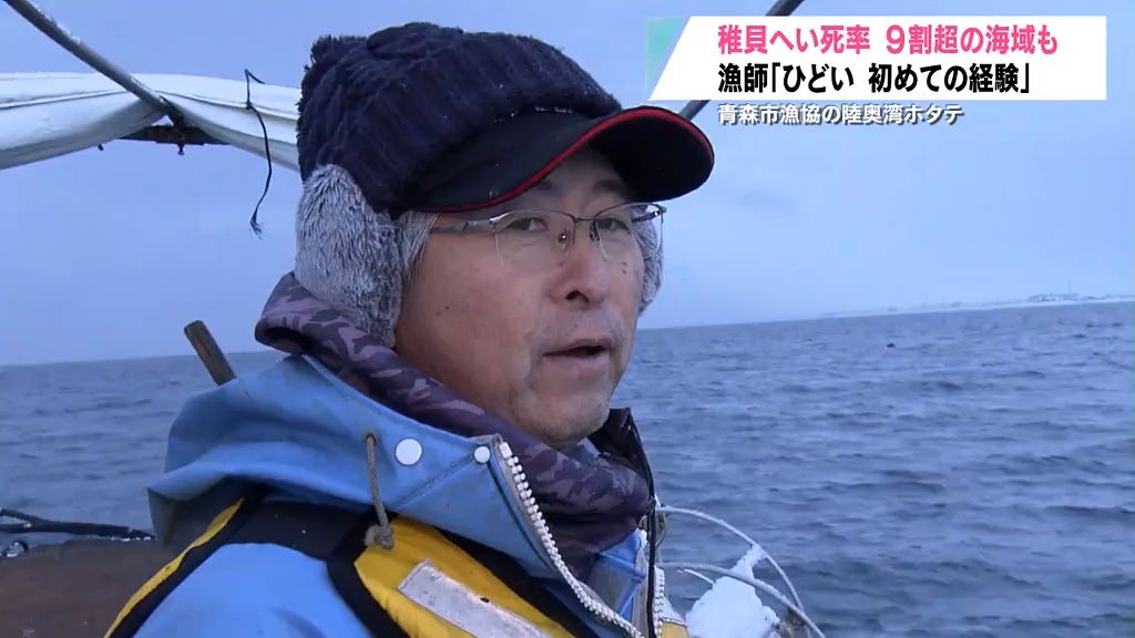 「ひどい…初めての経験」陸奥湾ホタテが今年もピンチ！青森市内の海域では9割以上の稚貝へい死も　高水温の長期化とエサ不足で稚貝が疲弊か