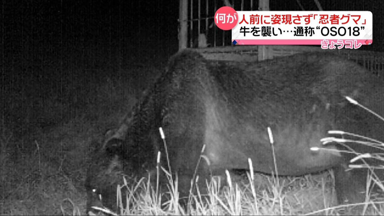 誰も姿を見たことがない…“忍者グマ”　牛を次々と襲う　北海道標茶町