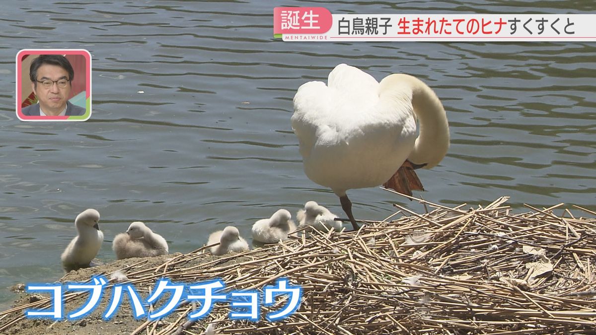 コブハクチョウの親子