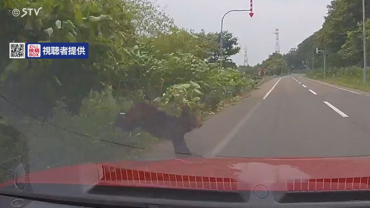 道路脇からクマが飛び出し走行中の乗用車と接触　付近にはフンも発見 北海道木古内町