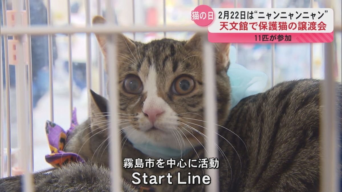 猫の日　天文館で猫の譲渡会開催　11匹の保護猫が参加　