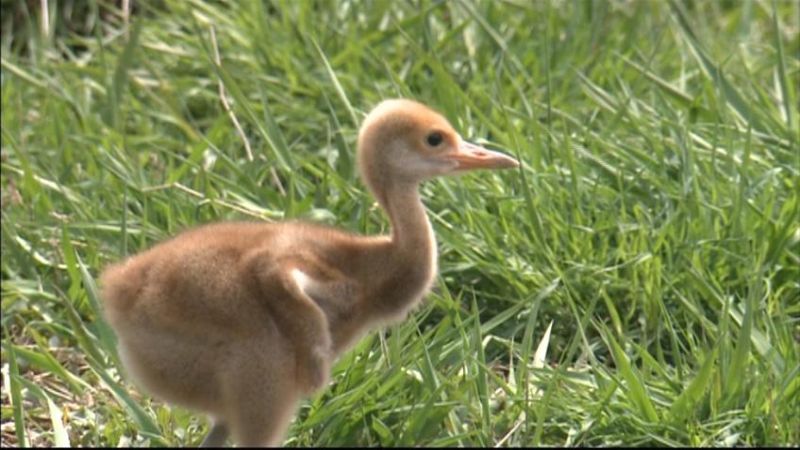 タンチョウのヒナ、よちよちと…愛らしい姿