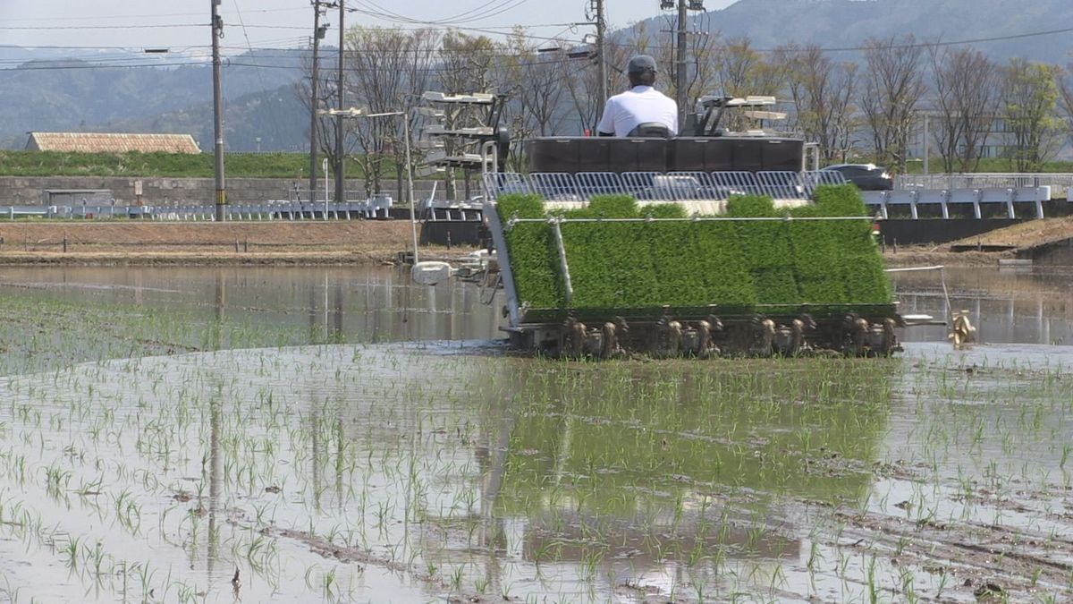 桜吹雪から水田は初夏の装い　一足早く福井市内でコシヒカリの田植え　高温障害を避けようと