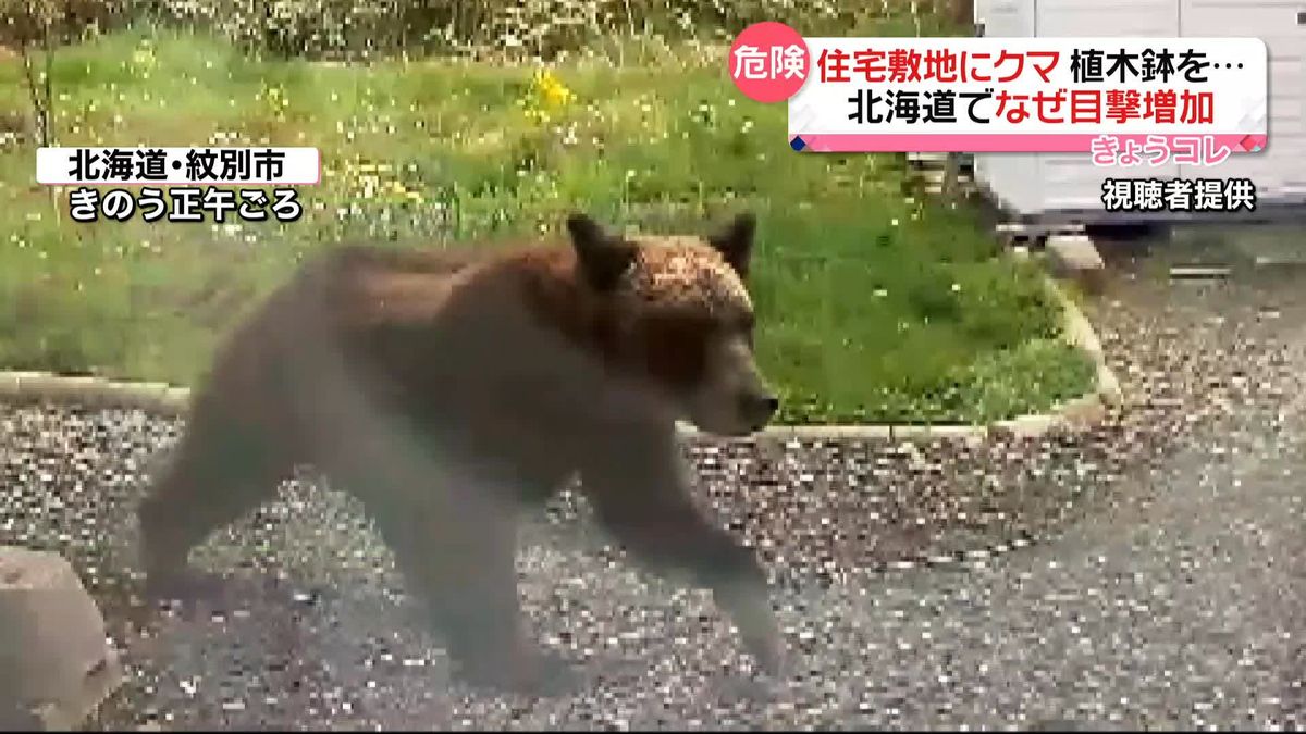 住宅敷地にも…　北海道でクマの目撃情報相次ぐ　去年の1.3倍に…