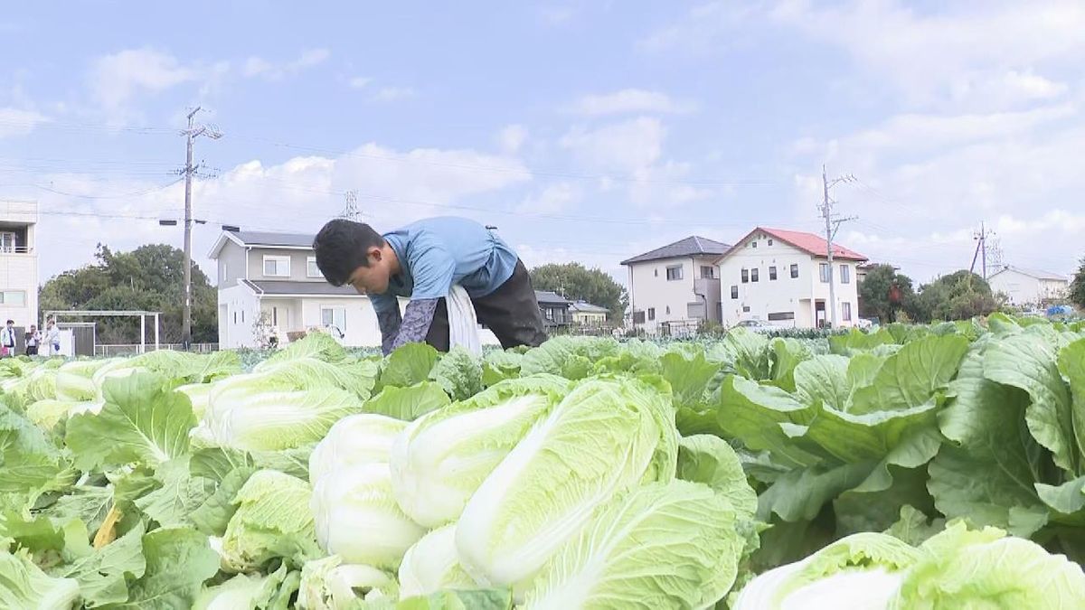 愛知・豊田市　白菜の収穫が行われる