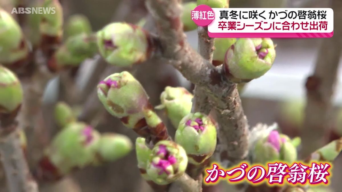 ブランド化目指す冬咲きの「かづの啓翁桜」卒業式シーズンを前に出荷準備進む