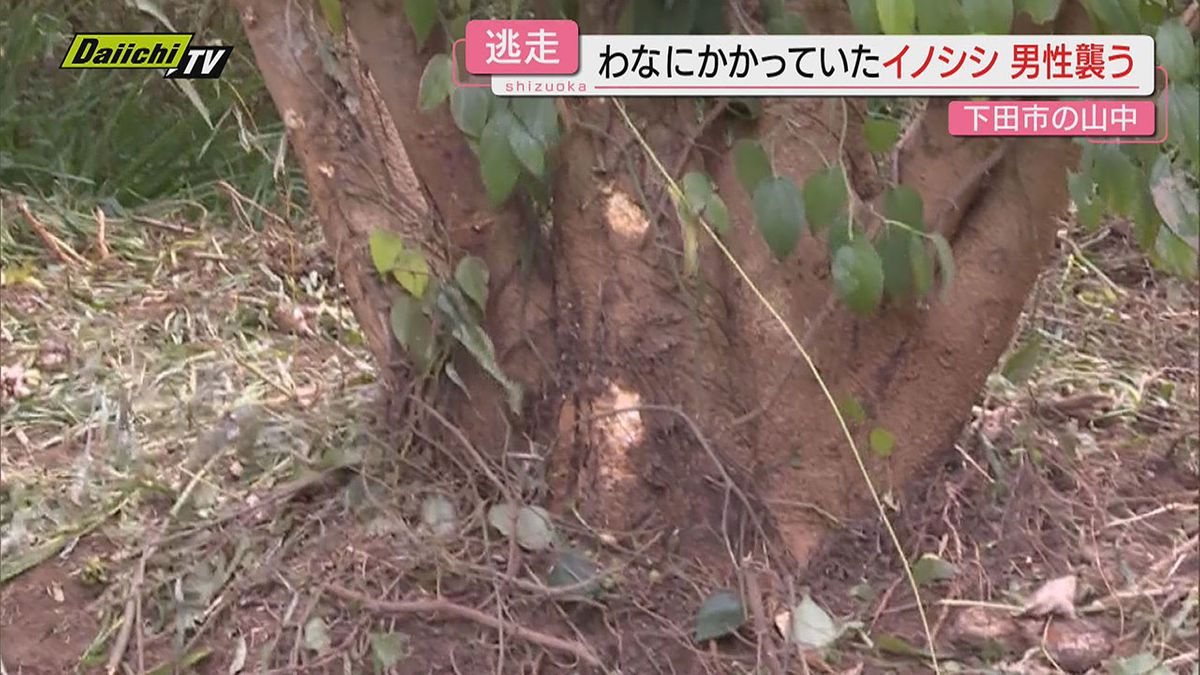 【わなから逃走】イノシシにかまれ７３歳男性が太ももにけが…山中で農作業に向かう途中（静岡･下田市）